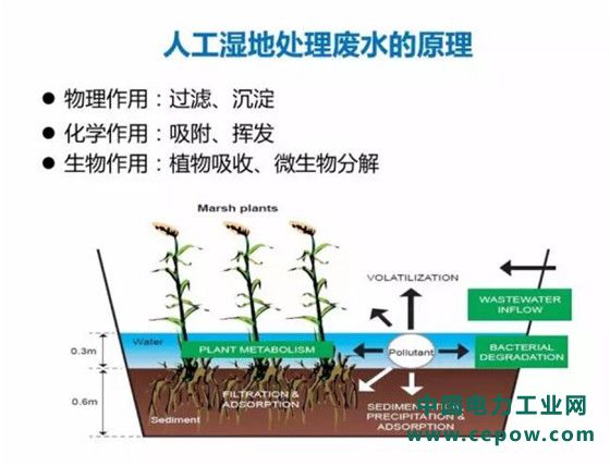 人工湿地处理废水原理