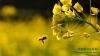 2月5日，在贵州省从江县丙妹镇长寨村，一只蜜蜂在油菜花田中采集花粉。