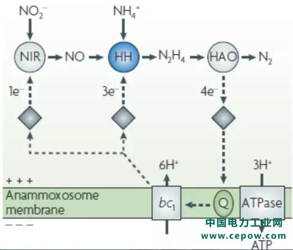 厌氧氨氧化