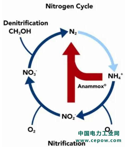 厌氧氨氧化