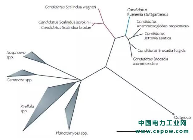 厌氧氨氧化