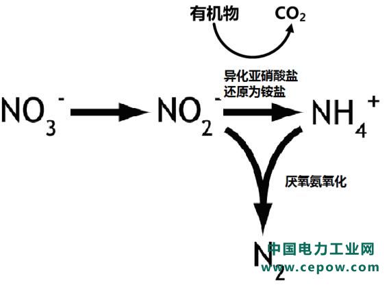 厌氧氨氧化