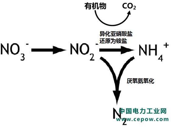 厌氧氨氧化